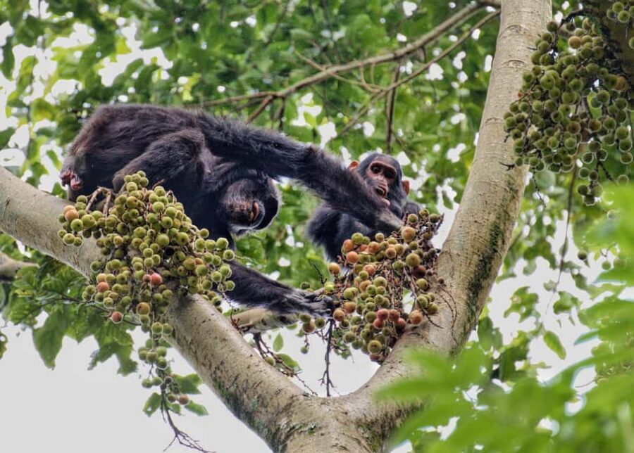 2 Days Nyungwe National Park Tours -Chimp-Canopy-Waterfall - Meals, Pacing, and How Not to Feel Rushed