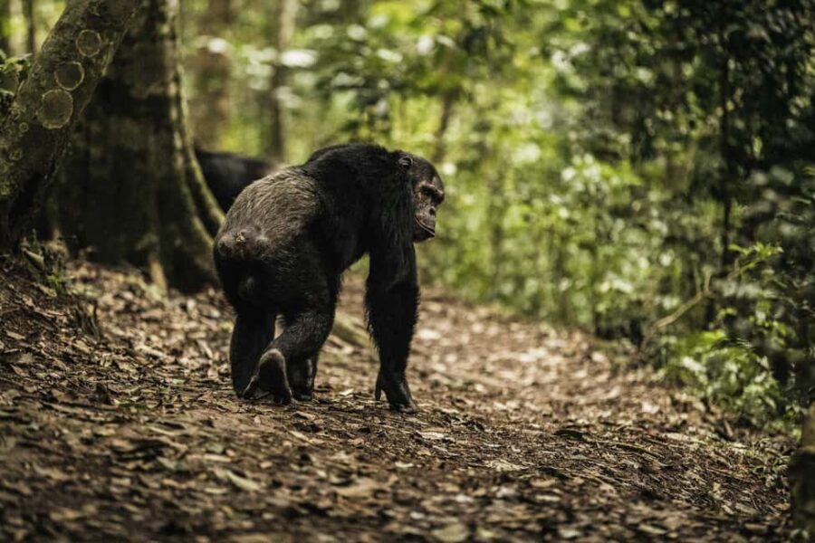 2 Days Nyungwe National Park Tours -Chimp-Canopy-Waterfall - Price and Value: What Your $450 Actually Buys
