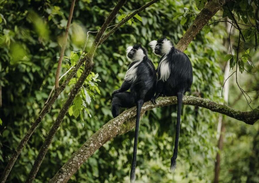 2 Days Nyungwe National Park Tours -Chimp-Canopy-Waterfall - Day 2 Ndambarare Waterfall Trail: Tea Plantation Views and 3–4 Hours of Hiking