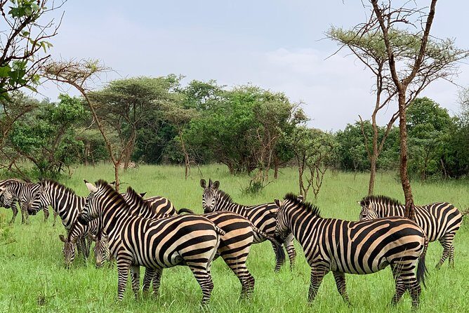 2 days trip_Akagera National Park (Wildlife Safari) - Sunset on Lake Ihema: The Boat Cruise That Changes the Mood