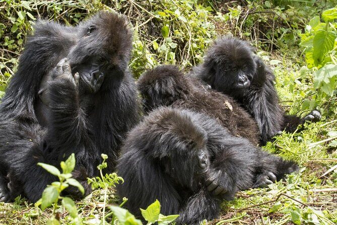 3 Day Rwanda to Uganda gorilla trekking Safari - Key things I’d zero in on