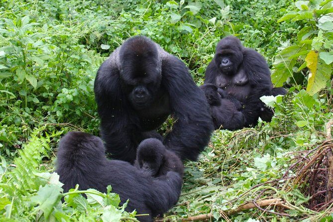 3 Day Rwanda to Uganda gorilla trekking Safari - Kigali to Bwindi: the real cross-border start