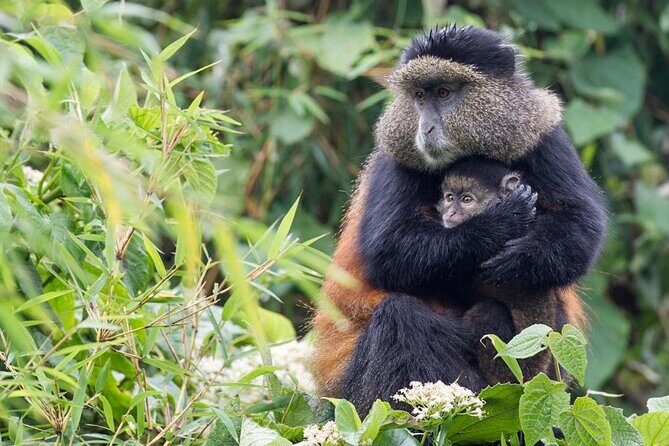 3 Days Private Bwindi Gorillas and Volcanoes Golden Monkey Trek - Key points at a glance
