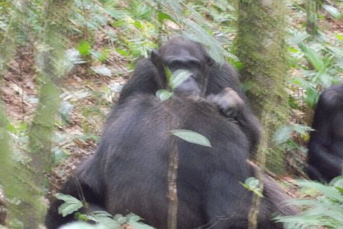 4 Day Golden Monkeys Bwindi Gorillas Wildlife and Chimps Trek - Golden Monkeys in Volcanoes National Park: bamboo trails before breakfast