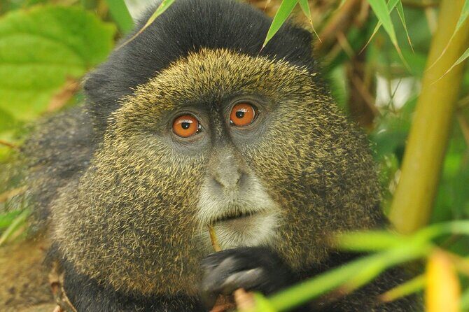 4 Day Golden Monkeys Bwindi Gorillas Wildlife and Chimps Trek - Bwindi Gorilla trekking rules: the hour you’ll remember