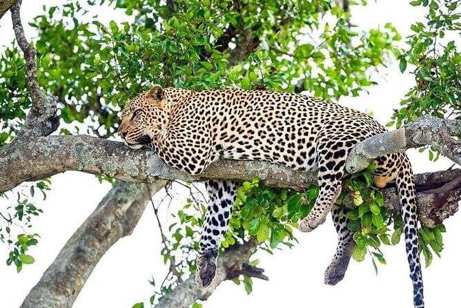 4 Day Golden Monkeys Bwindi Gorillas Wildlife and Chimps Trek - Lake Bunyonyi downtime: where you reset between forests