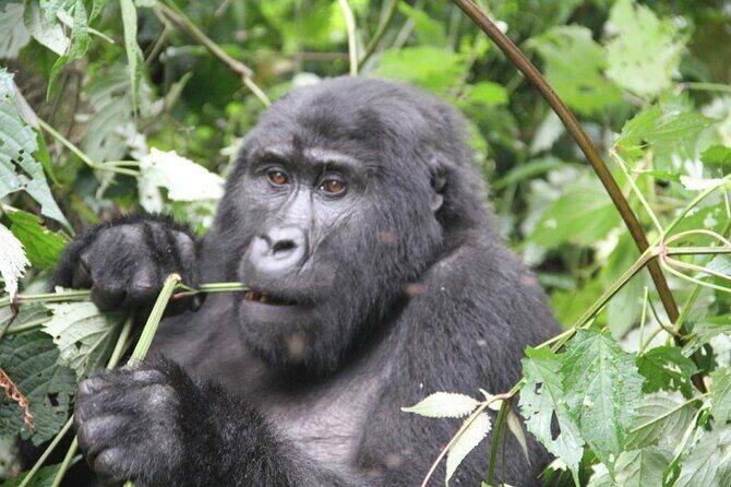 4 Days Gorilla Trekking, Lake Bunyonyi and Rwanda National Parks - Key things to know before you go