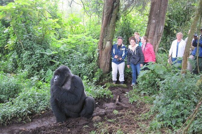 4 Days Gorilla Trekking, Lake Bunyonyi and Rwanda National Parks - Golden Monkey tracking in Volcanoes National Park: bamboo walking and close observation
