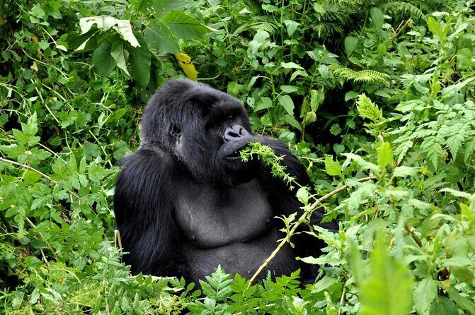 5 Day Rwanda gorilla and Lake Kivu Safari - Key things to know before you go