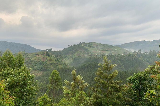 6 Days Rwanda Uganda Budget Wildlife Safari - Gorilla trekking at Bwindi: how the briefing shapes your day