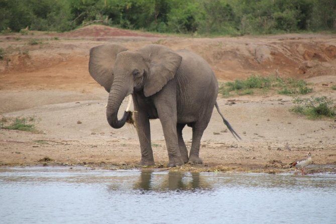 8 Day Gorilla Trek, Wildlife Safari and Chimp Habituation Experience - Key things I’d zero in on before you book