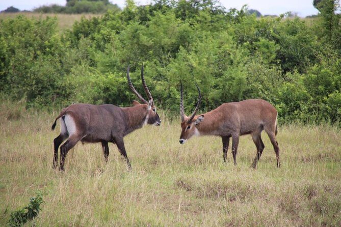 8 Day Gorilla Trek, Wildlife Safari and Chimp Habituation Experience - Day 5: Kasenyi plains game drives plus Kazinga Channel boat cruise