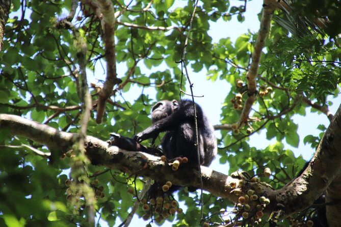 8 Day Gorilla Trek, Wildlife Safari and Chimp Habituation Experience - Day 6: Kyambura Gorge nature walk for chimps, then the crater lakes route to Kibale