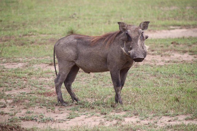 8 Day Gorilla Trek, Wildlife Safari and Chimp Habituation Experience - Day 7: Kibale chimp habituation experience with Uganda Wildlife Authority guidance