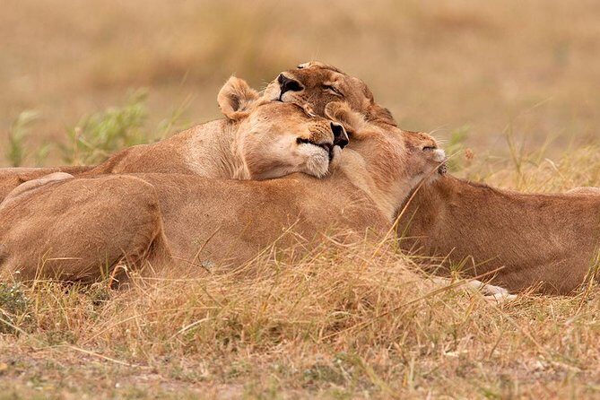 Akagera National Park Day Trip - Key things to know before you go