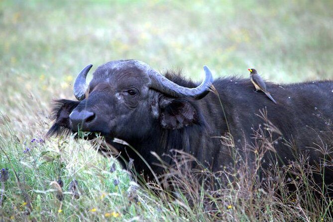 Akagera National Park Day Trip - Why an Akagera Big-Five Day Trip Works When You’re Short on Time