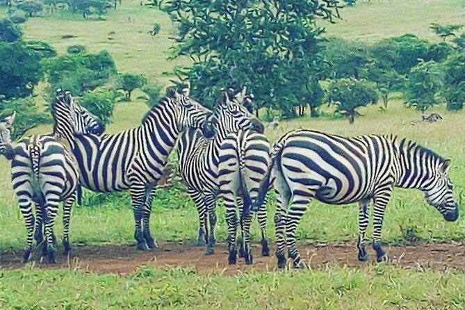 Akagera National Park Day Trip - Morning Game Drive: Your Shot at the Big Five
