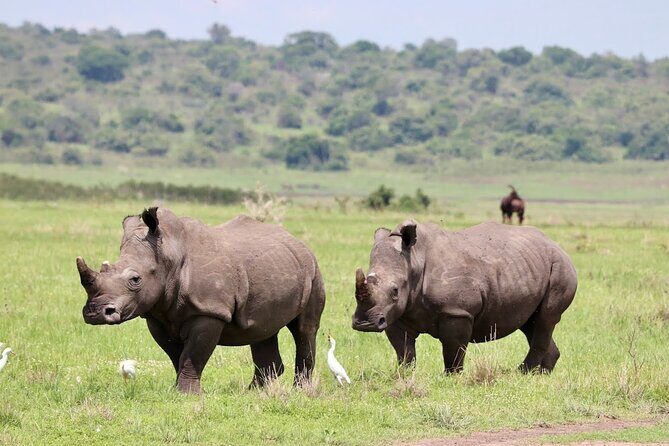 Akagera National Park Guided Day Pass - Quick hits before you go