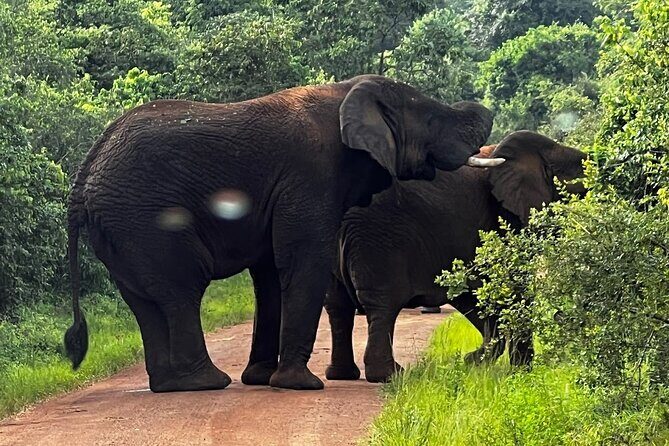 Akagera National Park Guided Day Pass - From savannah to Lake Ihema: a smart route inside Akagera