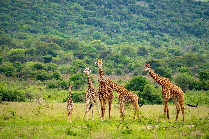 Akagera National Park Guided Day Pass - Birding stoplights: shoebill stork and African fish eagle