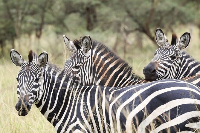 Akagera National Park Guided Day Pass - Pop-up roof comfort on all-terrain roads