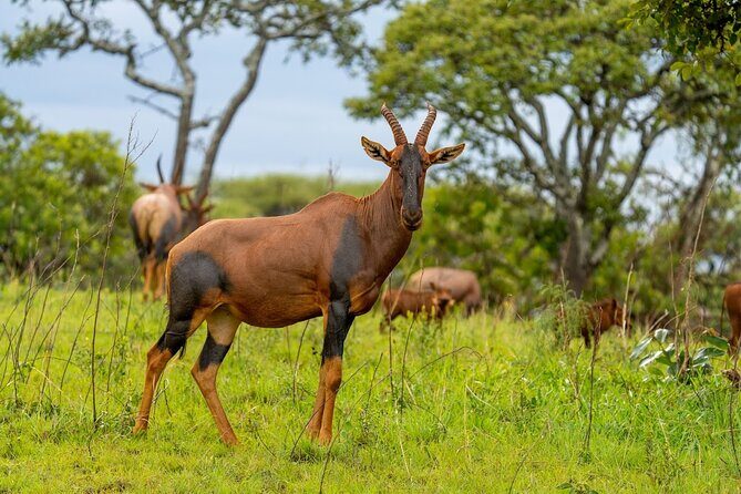 Akagera National Park Guided Day Pass - Inside the wildlife game plan: veteran guides and tracking updates