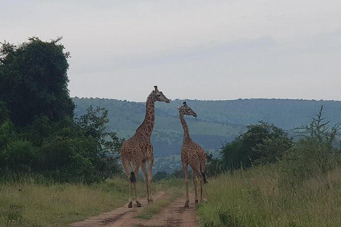 Cool Share Day Akagera Game Drive, Daily Depart, Boat Ride, Lunch - The Ihema Lake boat ride: a different angle on the same safari
