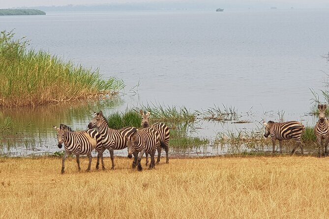 Cool Share Day Akagera Game Drive, Daily Depart, Boat Ride, Lunch - Lunch at Akagera Transit Lodge and the small comfort wins