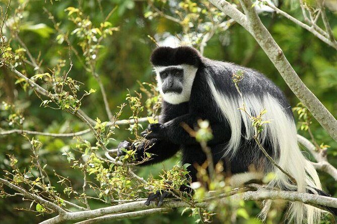 Discover the Beauty of Rwanda in 12Days - Rwanda in 12 Days: Kigali, Culture, and Three Parks in One Loop