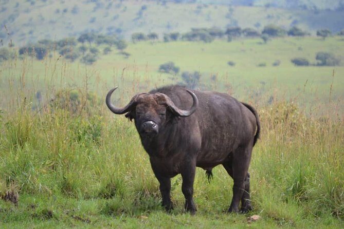 Discover the Beauty of Rwanda in 12Days - Kigali and Transfers: Convenience You’ll Actually Use