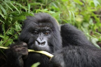 Discover the Beauty of Rwanda in 12Days - Meet the mountain gorillas: what the encounter really means