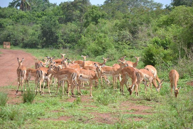 Discover the Beauty of Rwanda in 12Days - Nyanza Historical Sites and Community-Based Tourism That Feel Lived-In