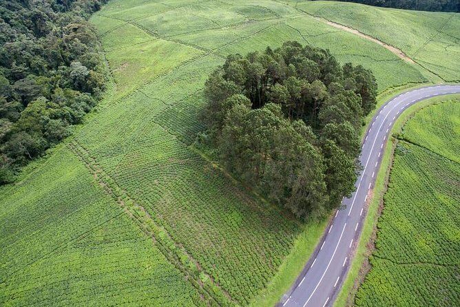 Discover the Beauty of Rwanda in 12Days - Nyungwe National Park: Chimp Trekking and Bird Watching in Forest Time