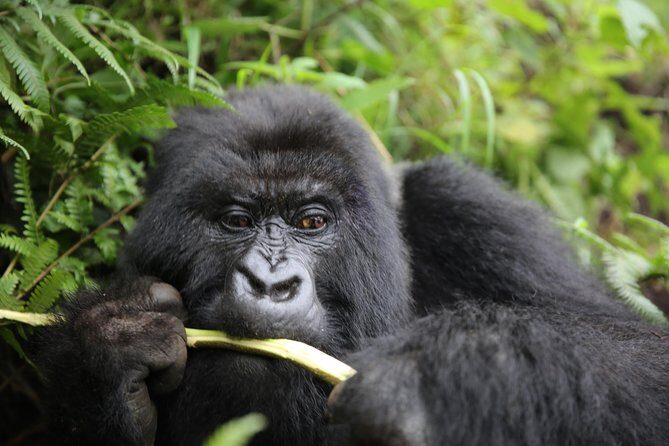 Discover the Beauty of Rwanda in 12Days - Meeting at 6:00 am: What the Early Start Means for You