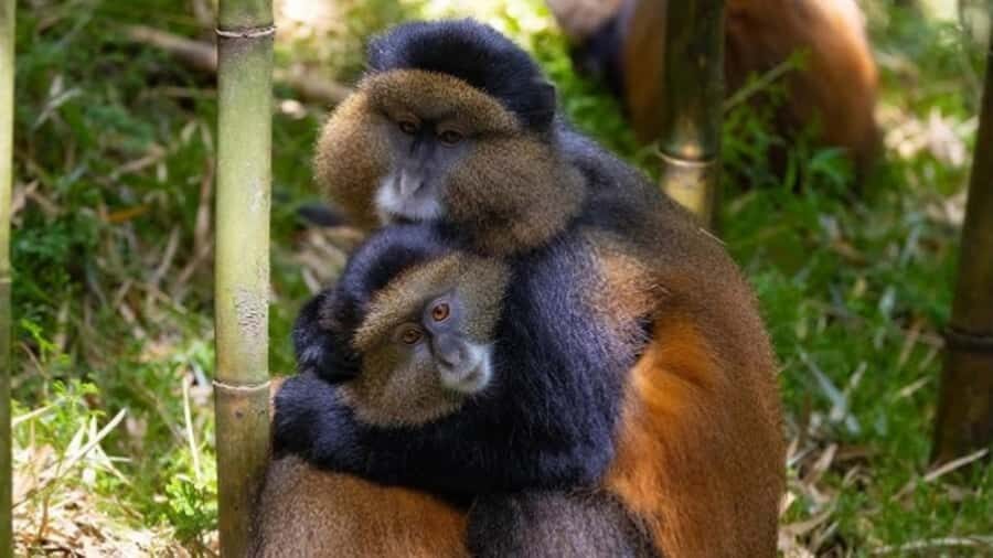 Golden Monkey Trekking with lunch - Kigali to Volcanoes National Park: what the drive really buys you