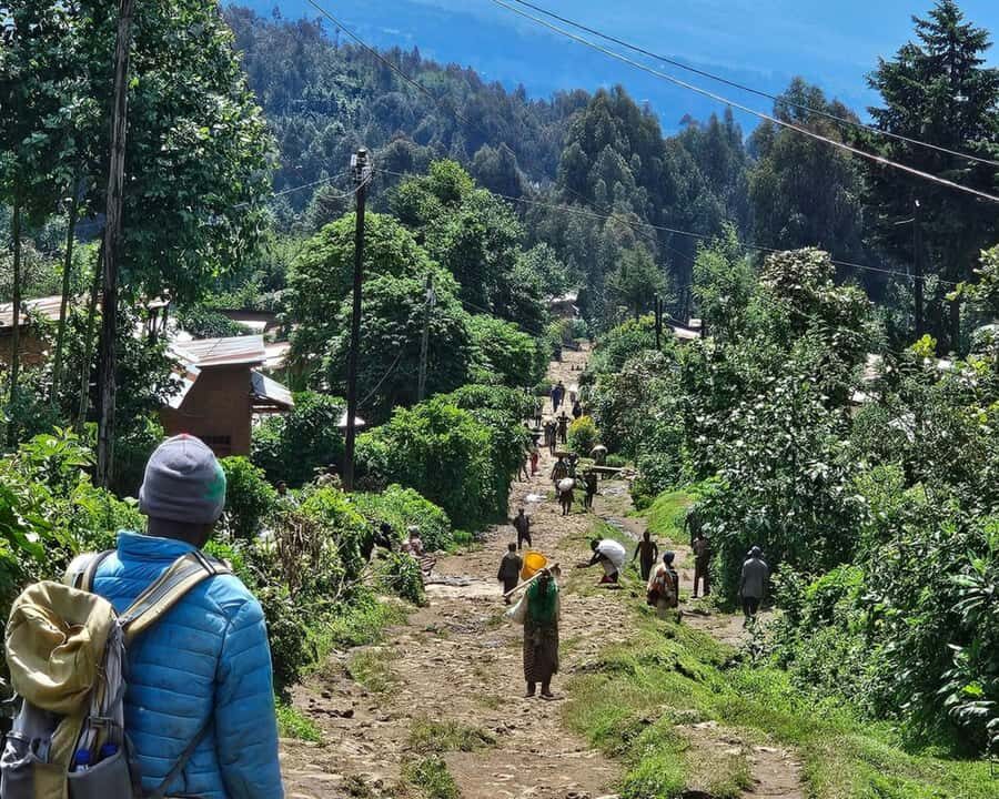 Golden Monkey Trekking with lunch - Golden monkey tracking: the short hike that still feels exciting