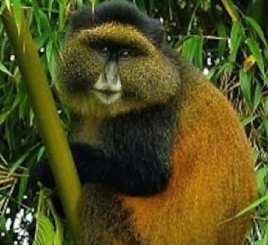 Golden Monkey Trekking with lunch - Lunch and guided wildlife time: the part many people plan poorly