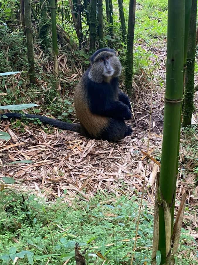 Golden Monkey Trekking with lunch - Your guide and driver: why “professional” here is more than a label