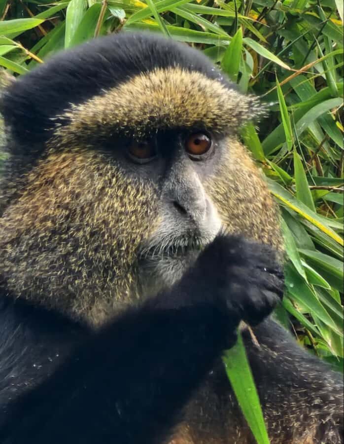 Golden Monkey Trekking with lunch - Cost and value: what you’re really paying for ($320 plus the permit)
