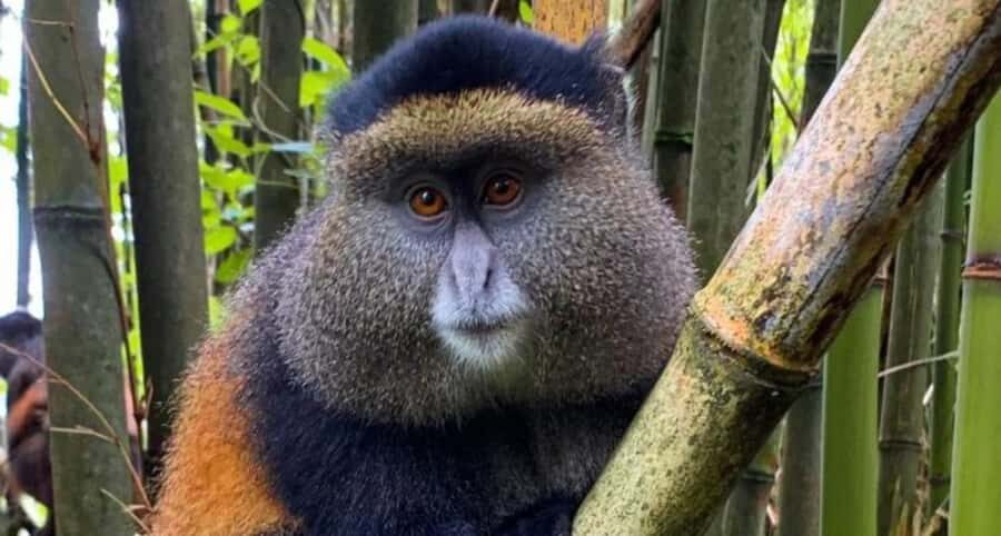 Golden Monkey Trekking with lunch - Should you book this Golden Monkey Trekking with lunch?