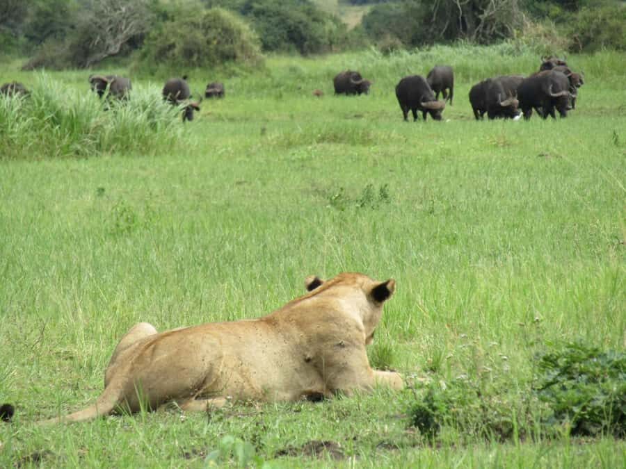 Kigali: Full-Day Akagera Safari + Optional Boat Ride - Afternoon Drives and the Sunset Factor