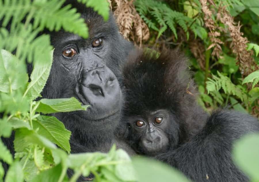 Kigali: Rwanda Gorilla Tracking in Volcanoes National Park - Key takeaways before you go