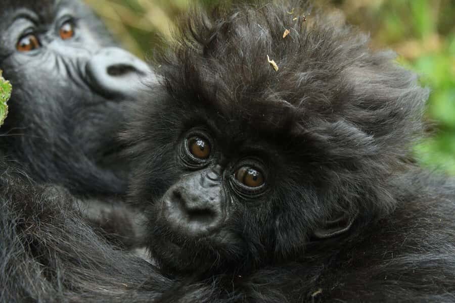Kigali: Rwanda Gorilla Tracking in Volcanoes National Park - 4:30am Kigali pickup: how this day really starts