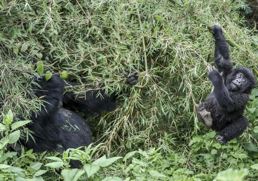 Kigali: Rwanda Gorilla Tracking in Volcanoes National Park - The hike to your gorilla family: where time stretches