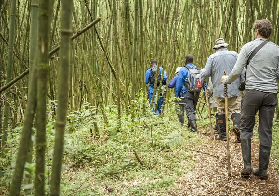 Kigali: Rwanda Gorilla Tracking in Volcanoes National Park - Musanze traditional dance and Northern Province visit: culture as more than a stop