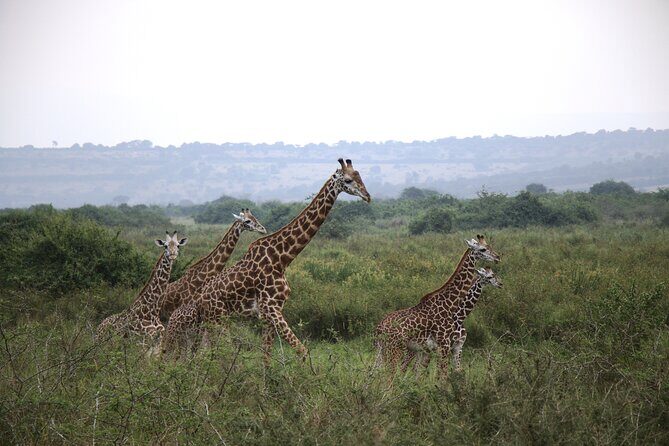 One-day Akagera National Park Game Drive with a Choice 4x4 - The 4x4 choice and game drive setup (this is where the safari quality shows)