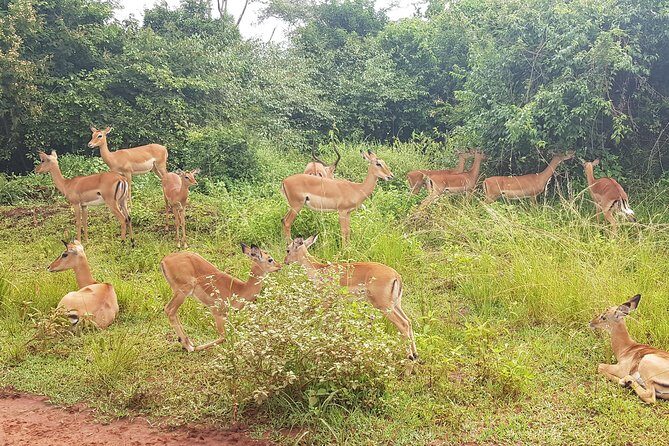 One-day Akagera National Park Game Drive with a Choice 4x4 - Akagera National Park: how your game drive fits together