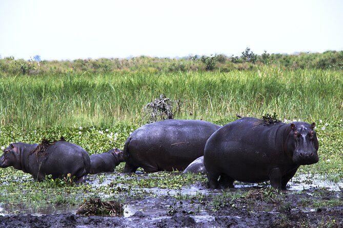 One-day Akagera National Park Game Drive with a Choice 4x4 - Price and value: what $205 covers, and what doesn’t