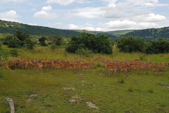 One-day Akagera National Park Game Drive with a Choice 4x4 - Who this Akagera tour is best for