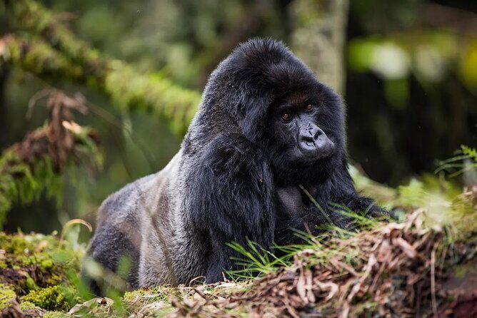 One Day Private Gorillas Tracking in Volcanoes National Park - Key things to know before you go